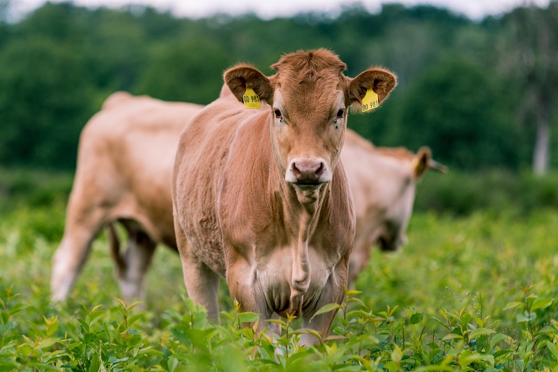 Produktionswert der Landwirtschaft